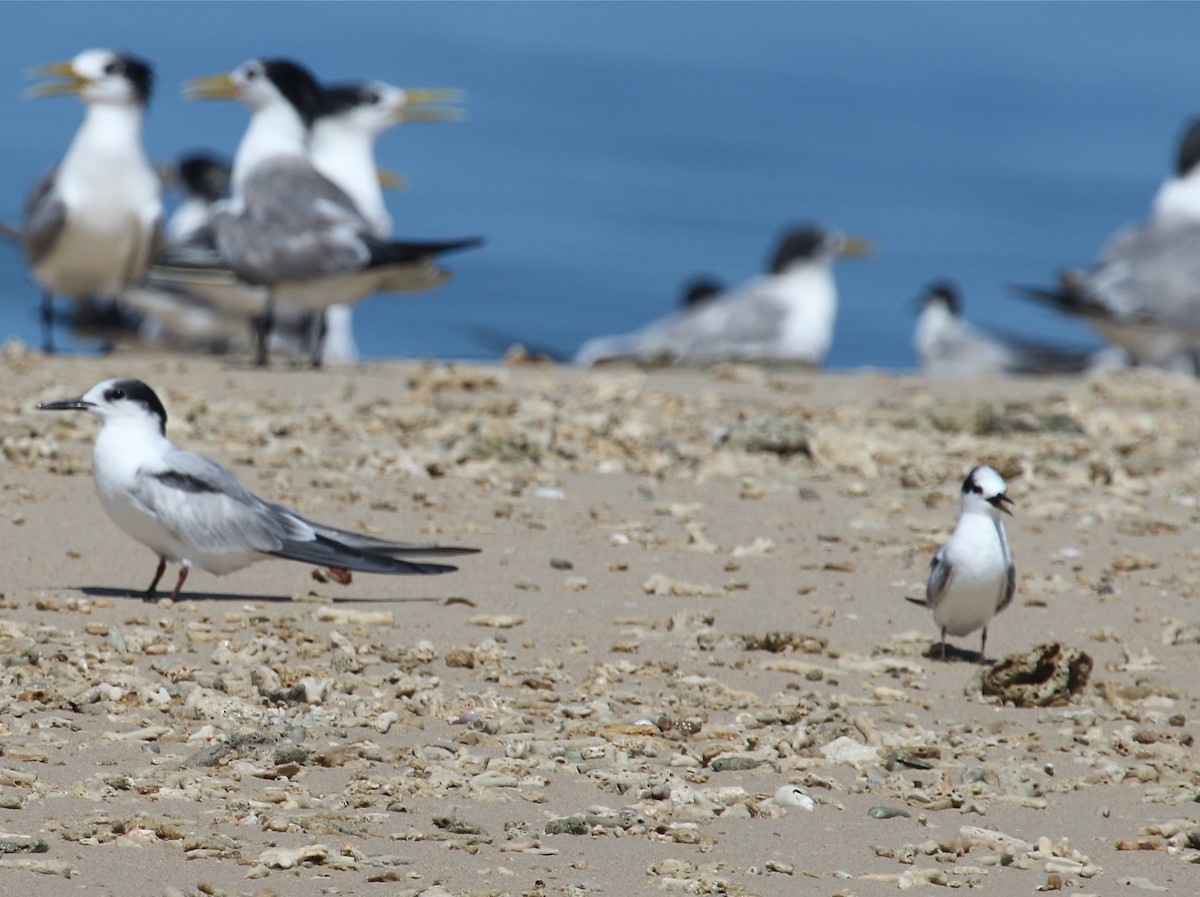 Little Tern - ML72403461