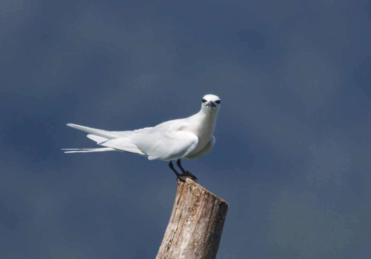 Black-naped Tern - ML72403771