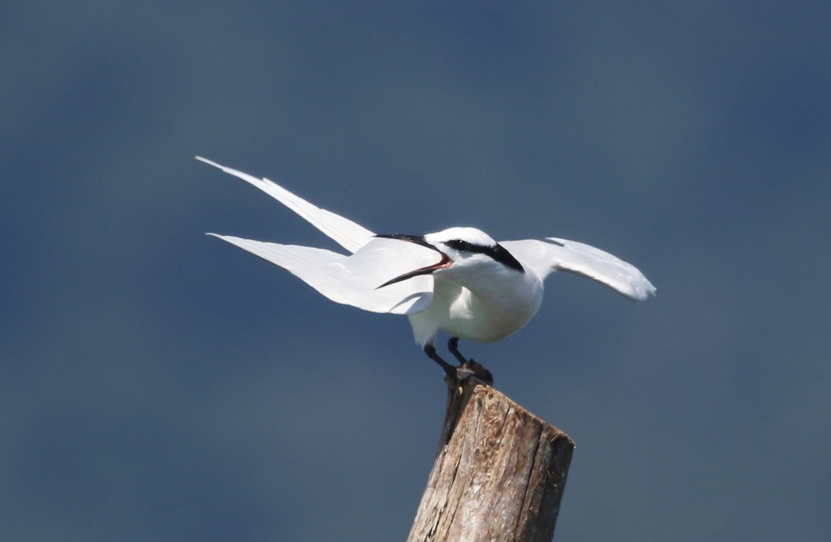 Black-naped Tern - ML72403791