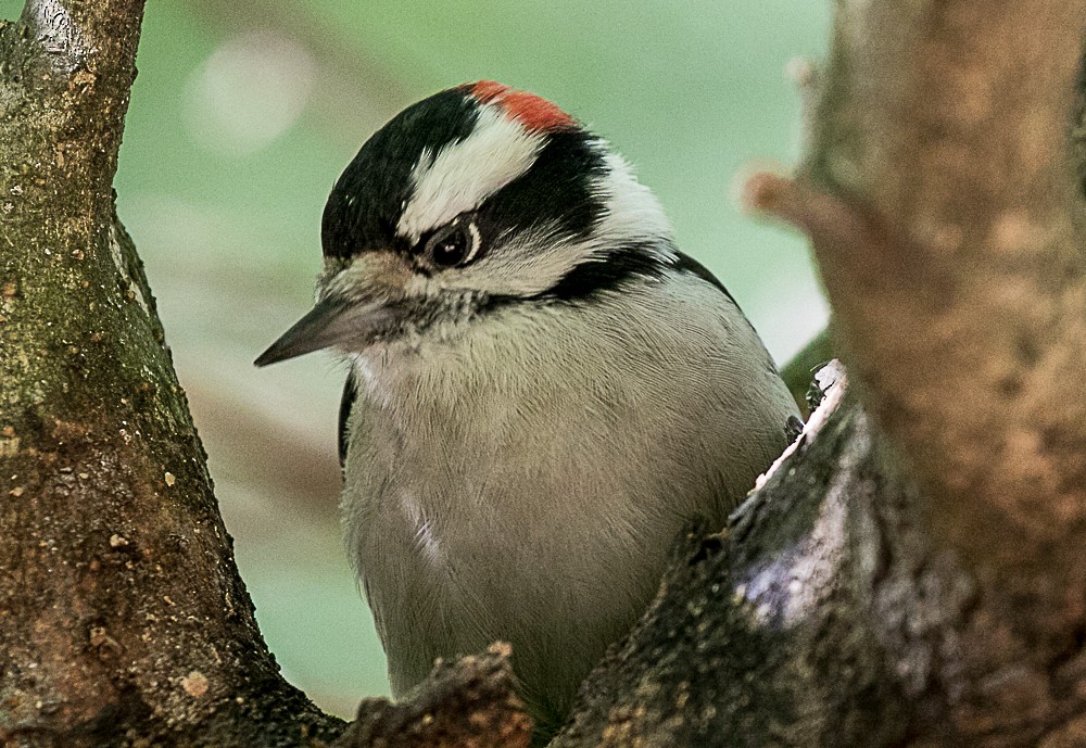Downy Woodpecker - ML72403841