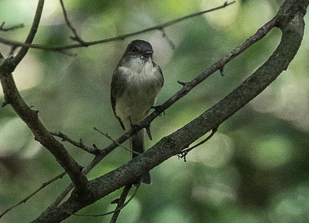 Eastern Phoebe - ML72403881