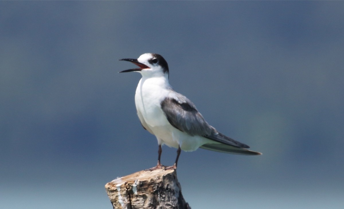 Common Tern - ML72403891