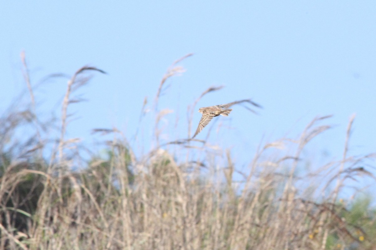 Grasshopper Sparrow - ML72404691