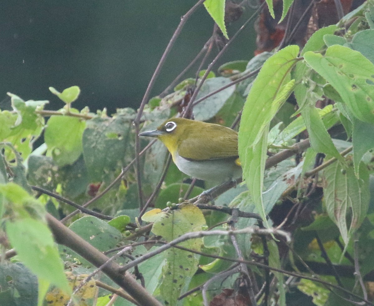 Ambon White-eye - Gil Ewing