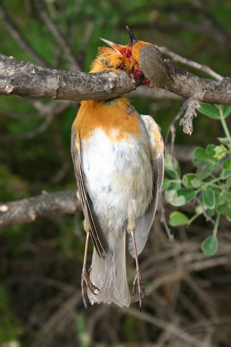 European Robin - ML724055