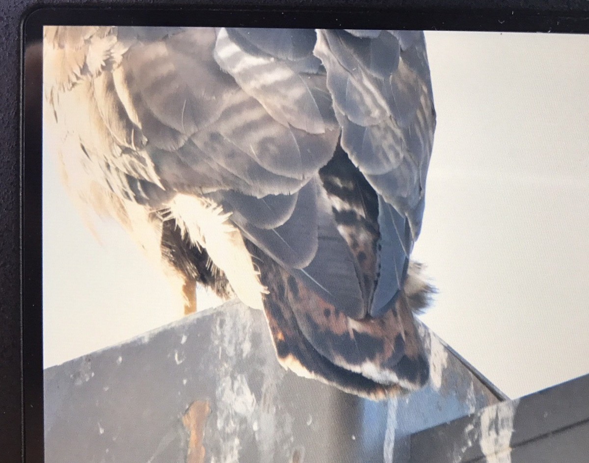 Red-tailed Hawk (Harlan's) - ML72406001
