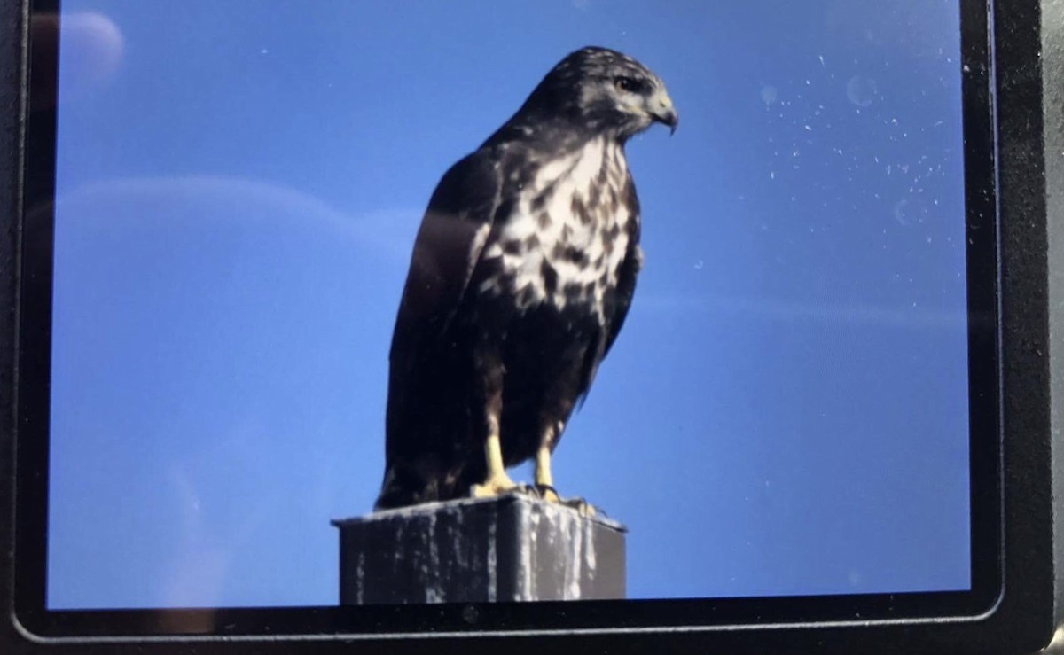 Red-tailed Hawk (Harlan's) - ML72406241