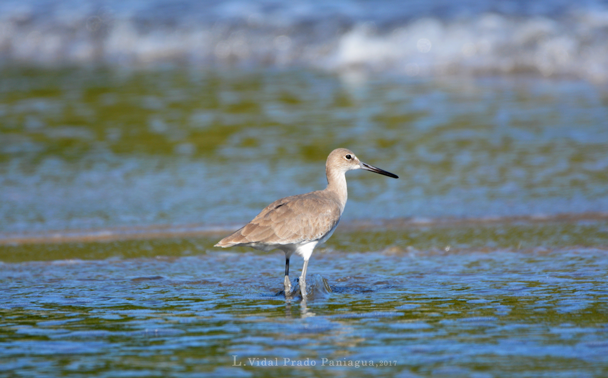 Willet - ML72406271