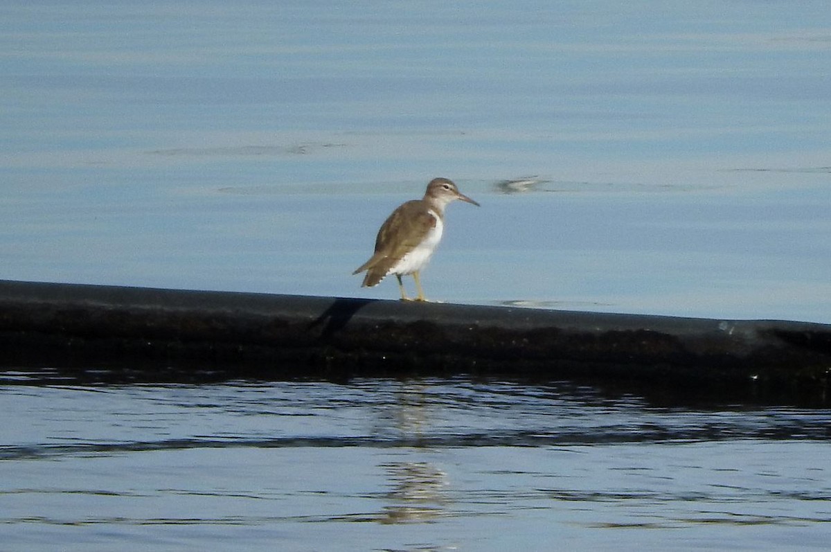 Spotted Sandpiper - Milton Hobbs