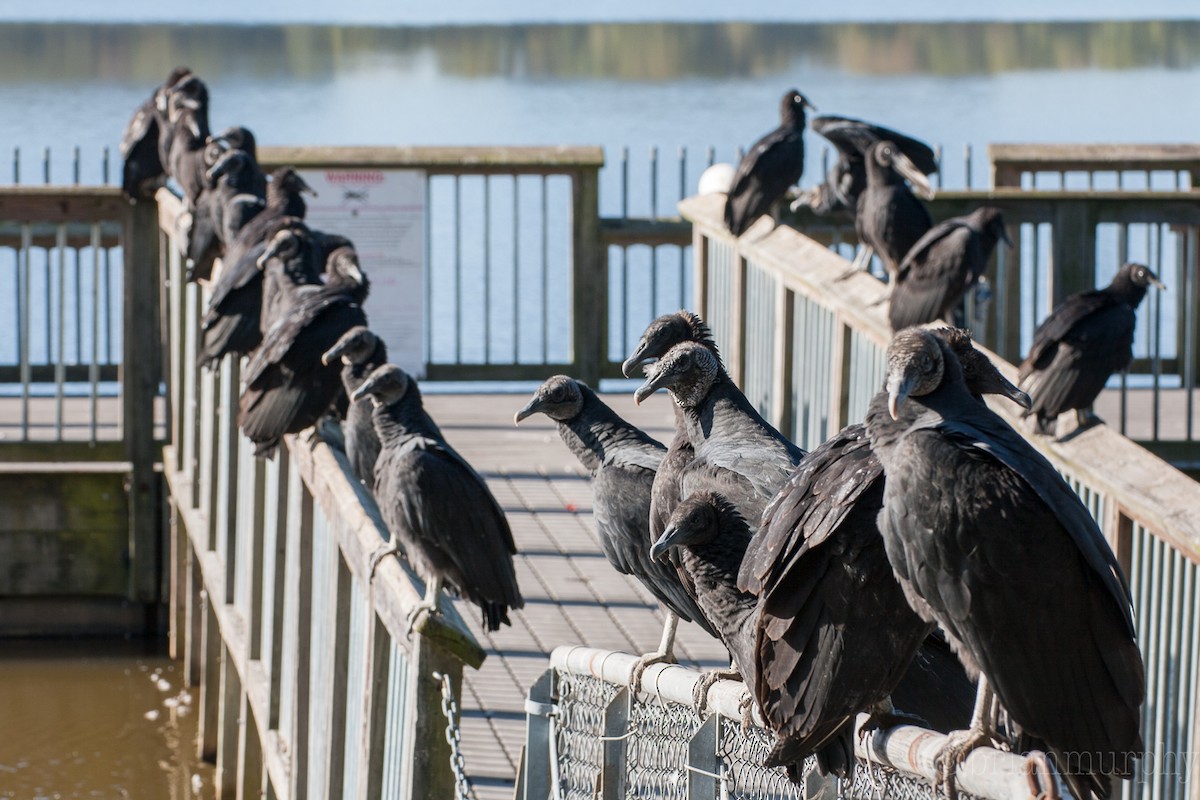 Black Vulture - ML72407391