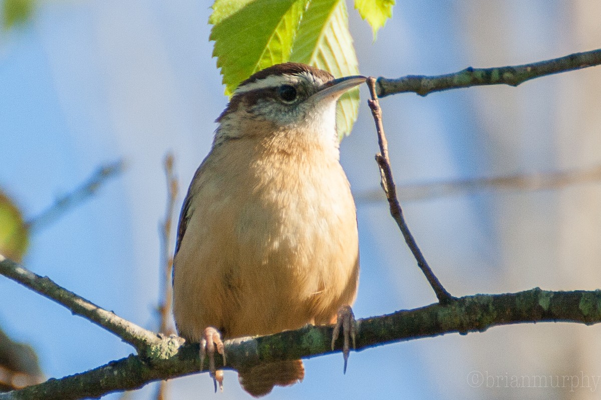 Carolina Wren - Brian Murphy