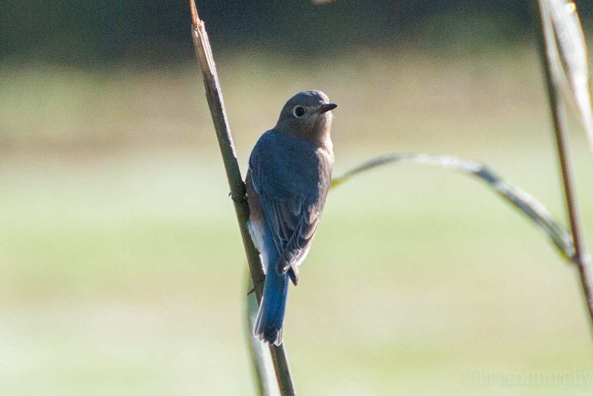 Eastern Bluebird - ML72407591