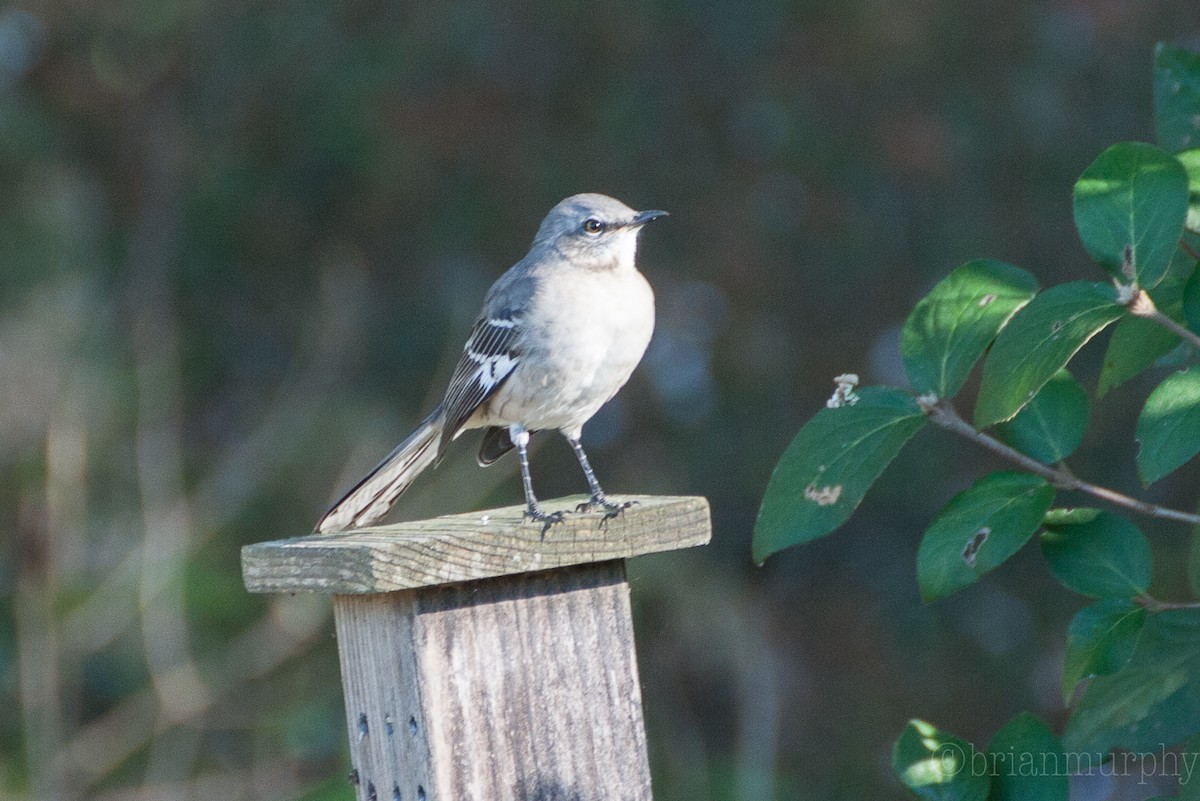 Northern Mockingbird - ML72407621