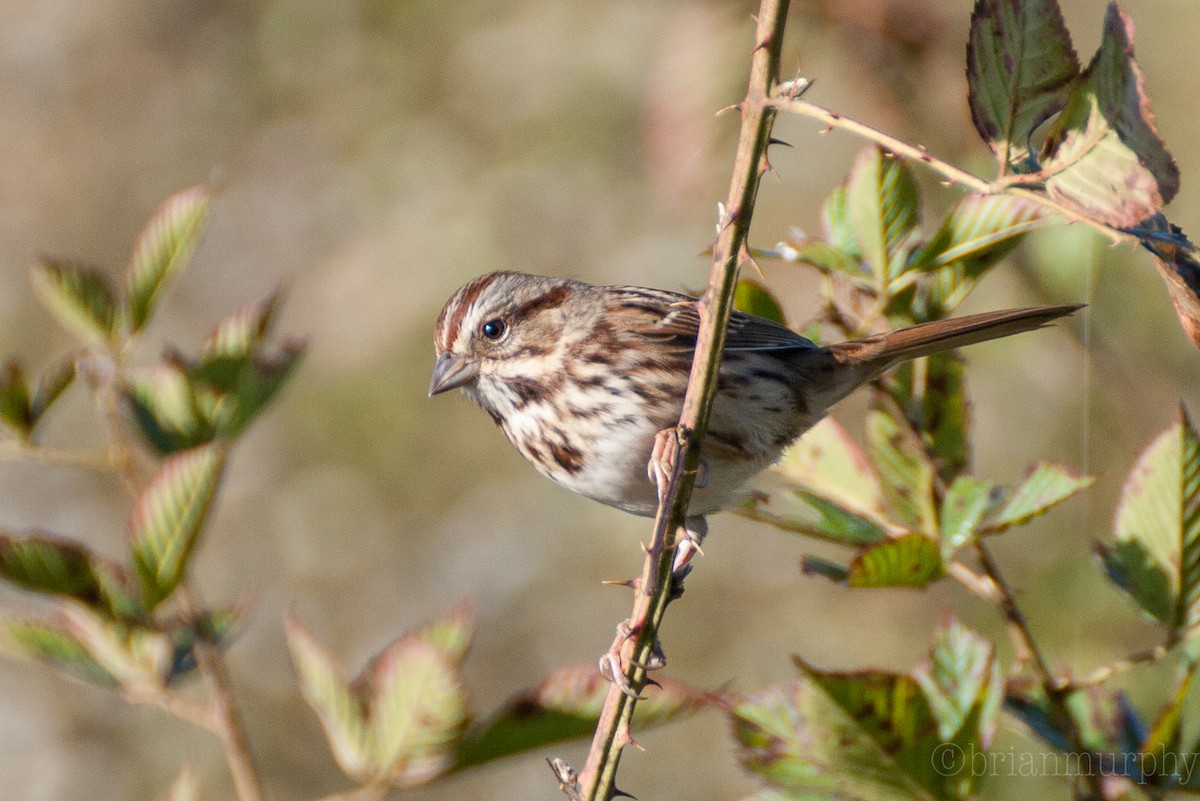 Song Sparrow - ML72407651