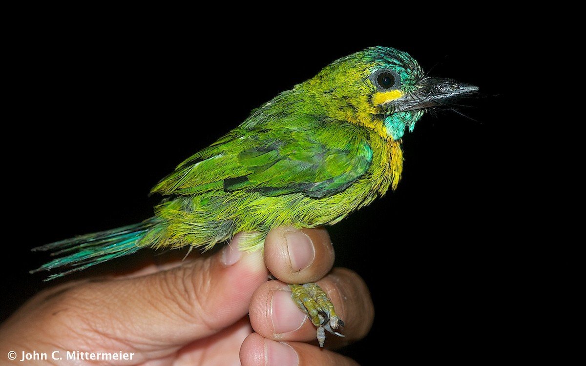 Photos - Yellow-eared Barbet - Psilopogon australis - Birds of the