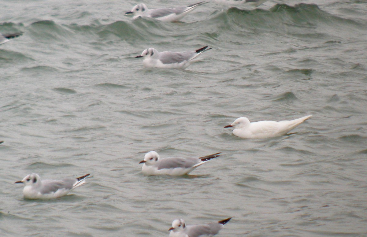 Bonaparte's Gull - Jay McGowan