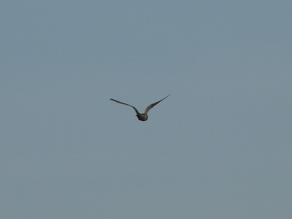 Short-eared Owl - ML72410161