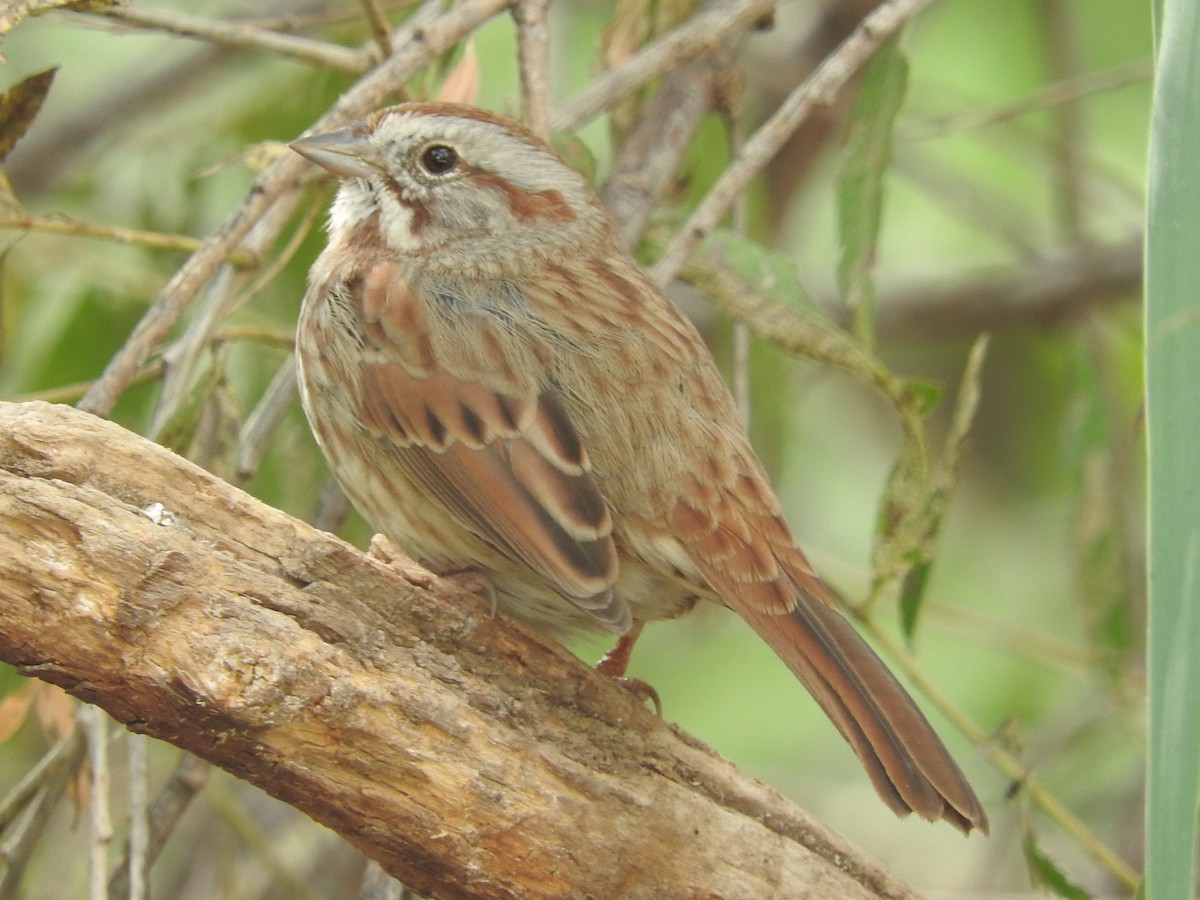 Song Sparrow (fallax Group) - Paul Suchanek