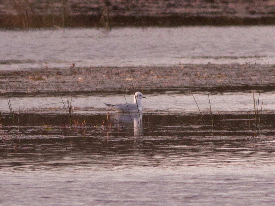 Bonaparte's Gull - ML72411411