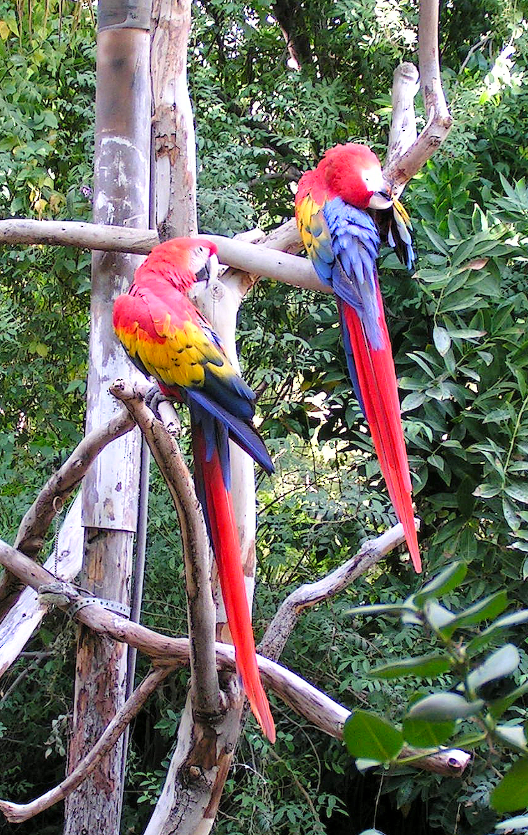 Scarlet Macaw - Tom Dudones