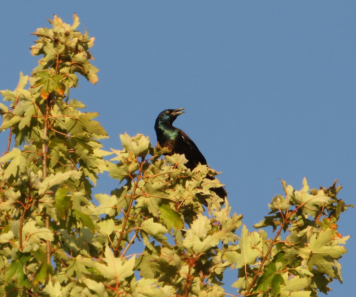 Common Grackle - ML72412931