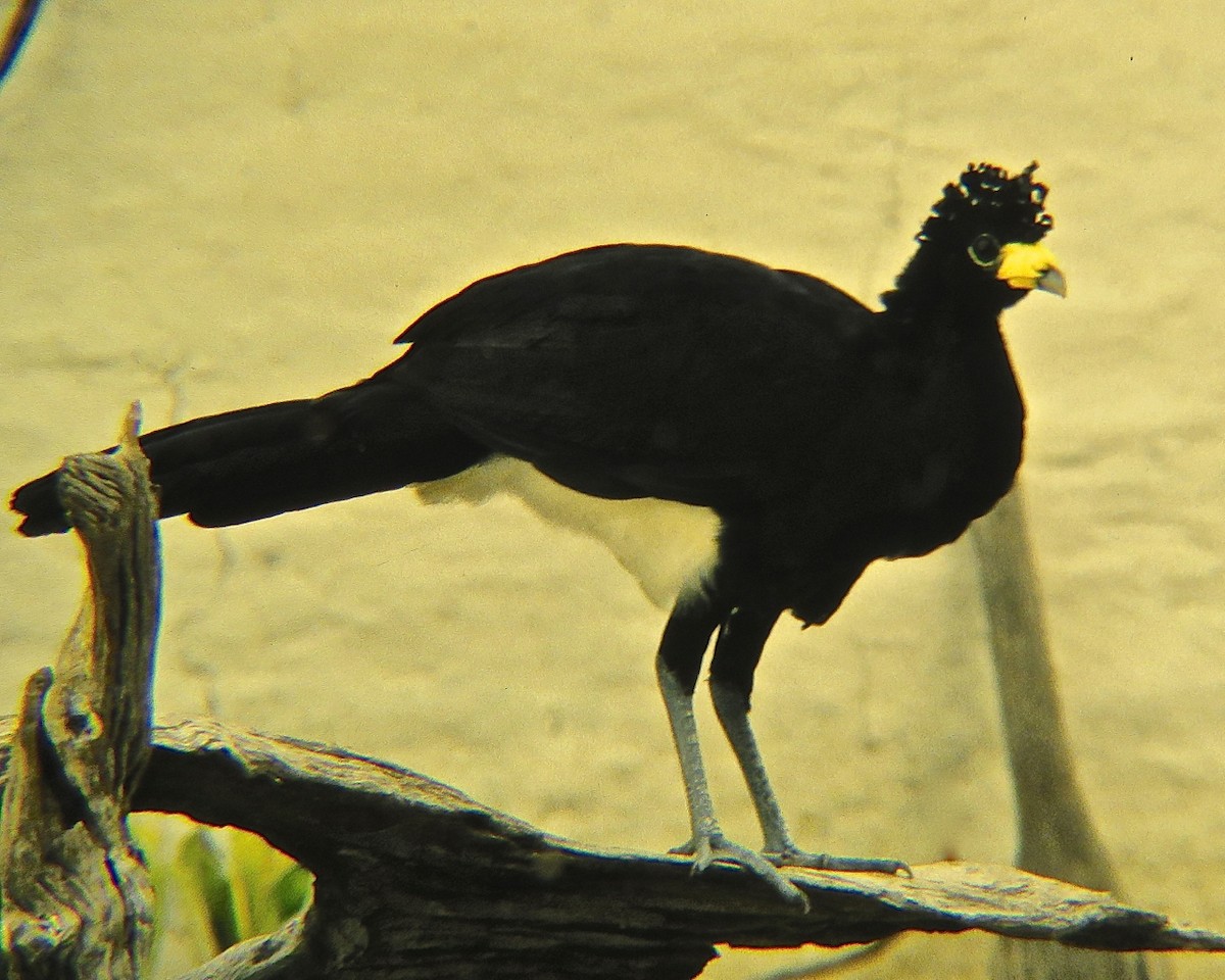 Great Curassow - Erkki Lehtovirta