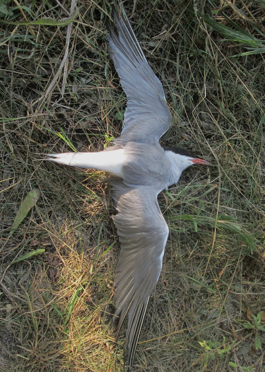 Common Tern (hirundo/tibetana) - ML724132