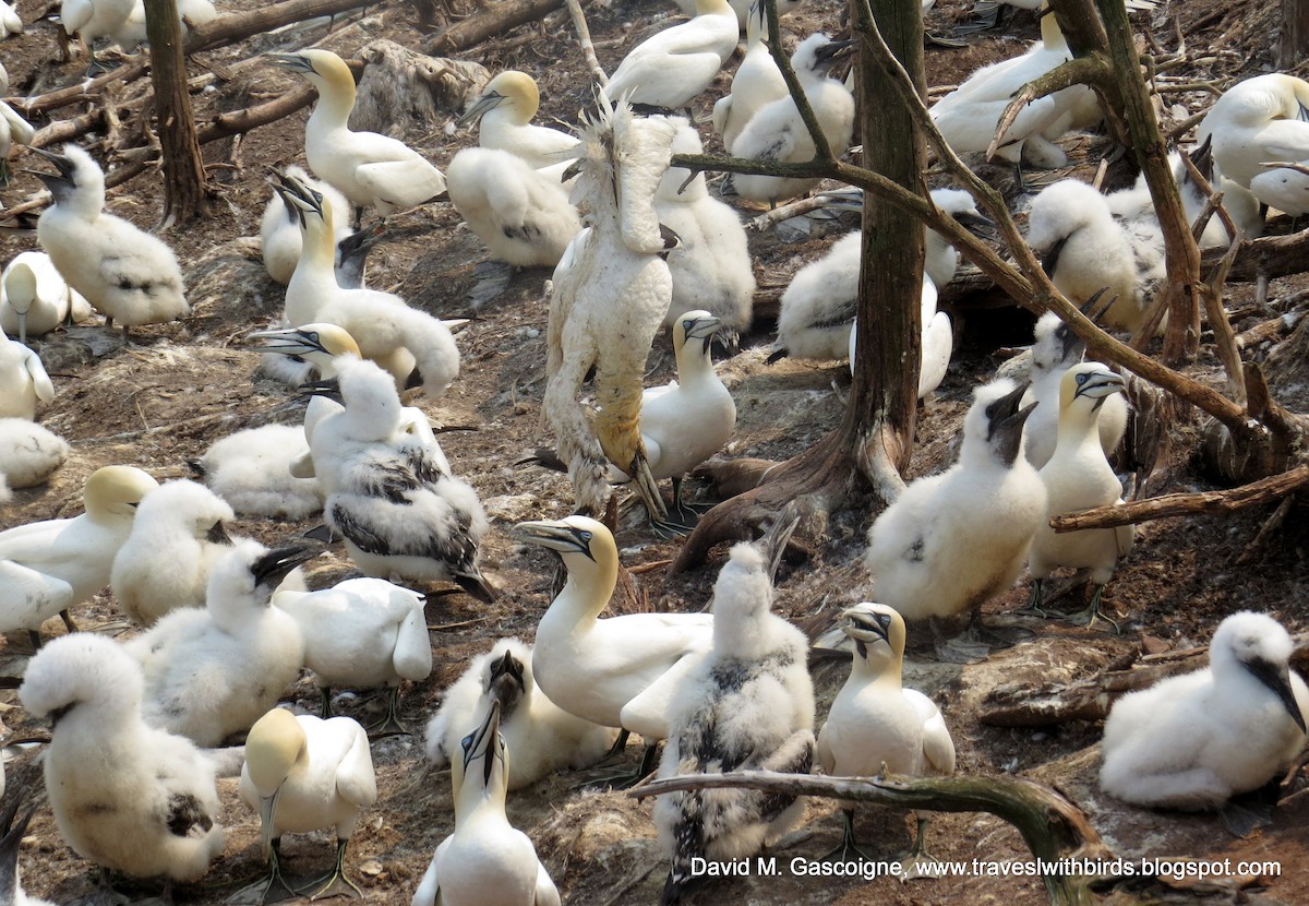 Northern Gannet - ML724134