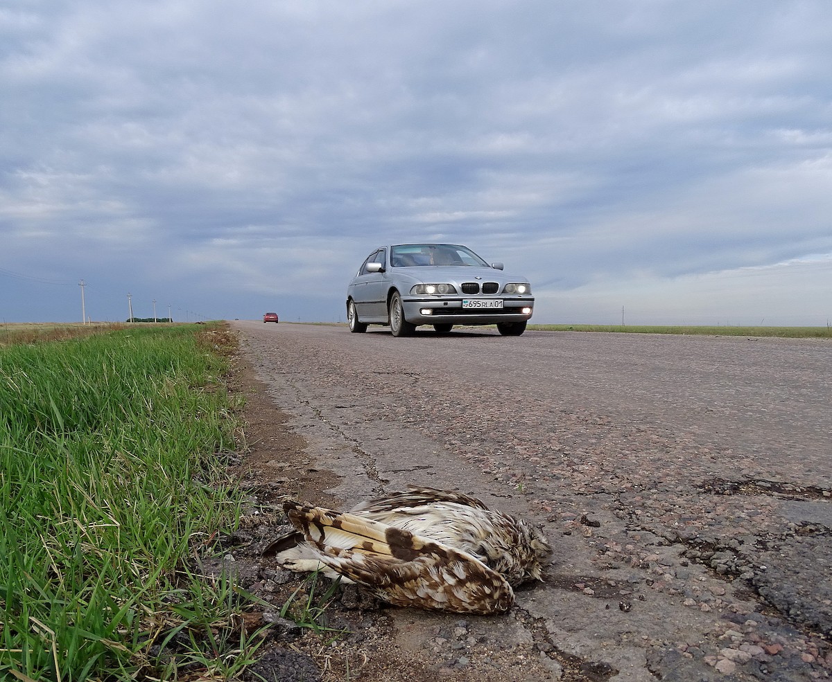 Short-eared Owl (Northern) - ML724136