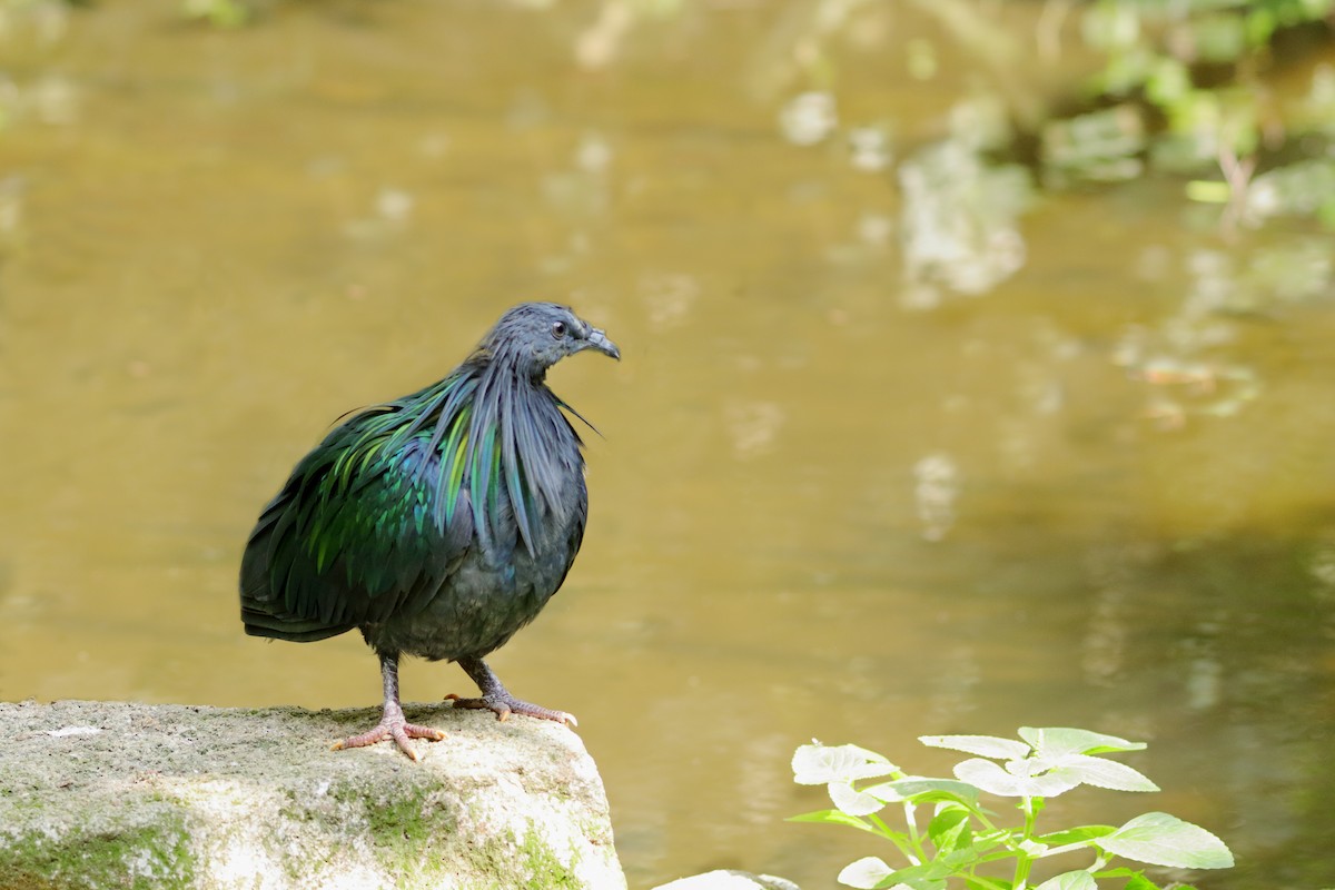 Nicobar Pigeon - Leslie George