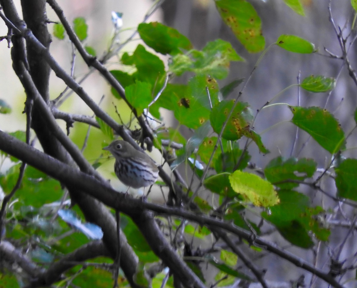 Ovenbird - ML72414281