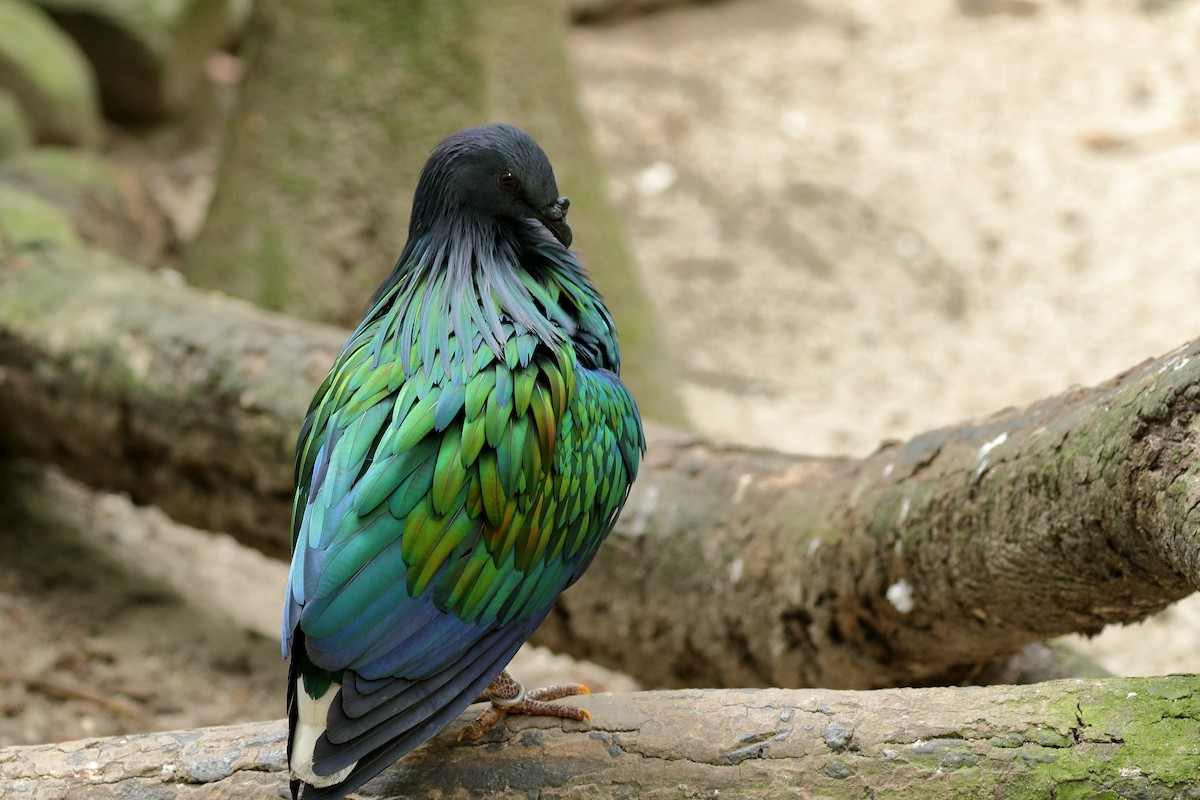 Nicobar Pigeon - Leslie George