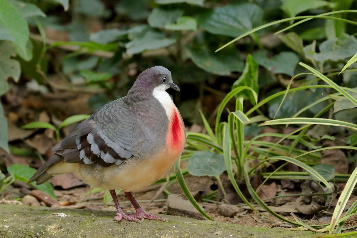 Luzon Bleeding-heart - ML724144