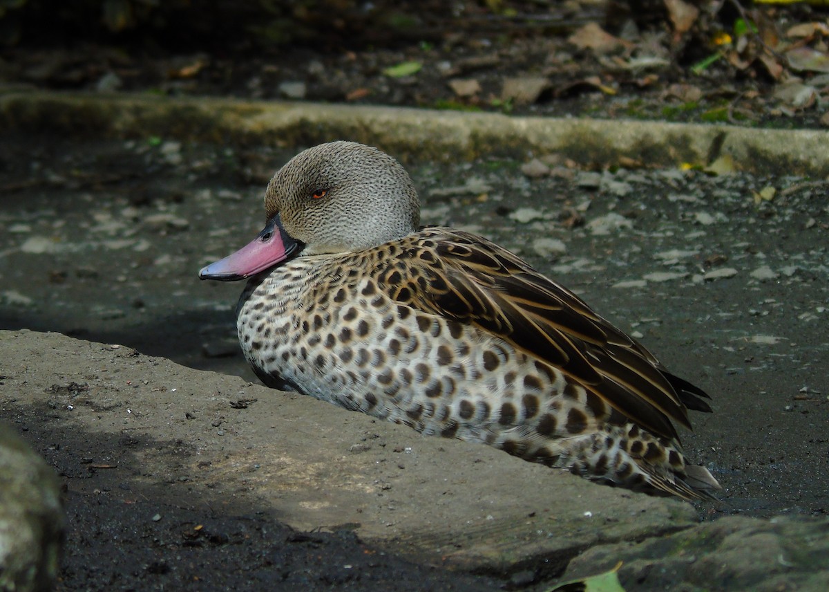 Cape Teal - ML724145