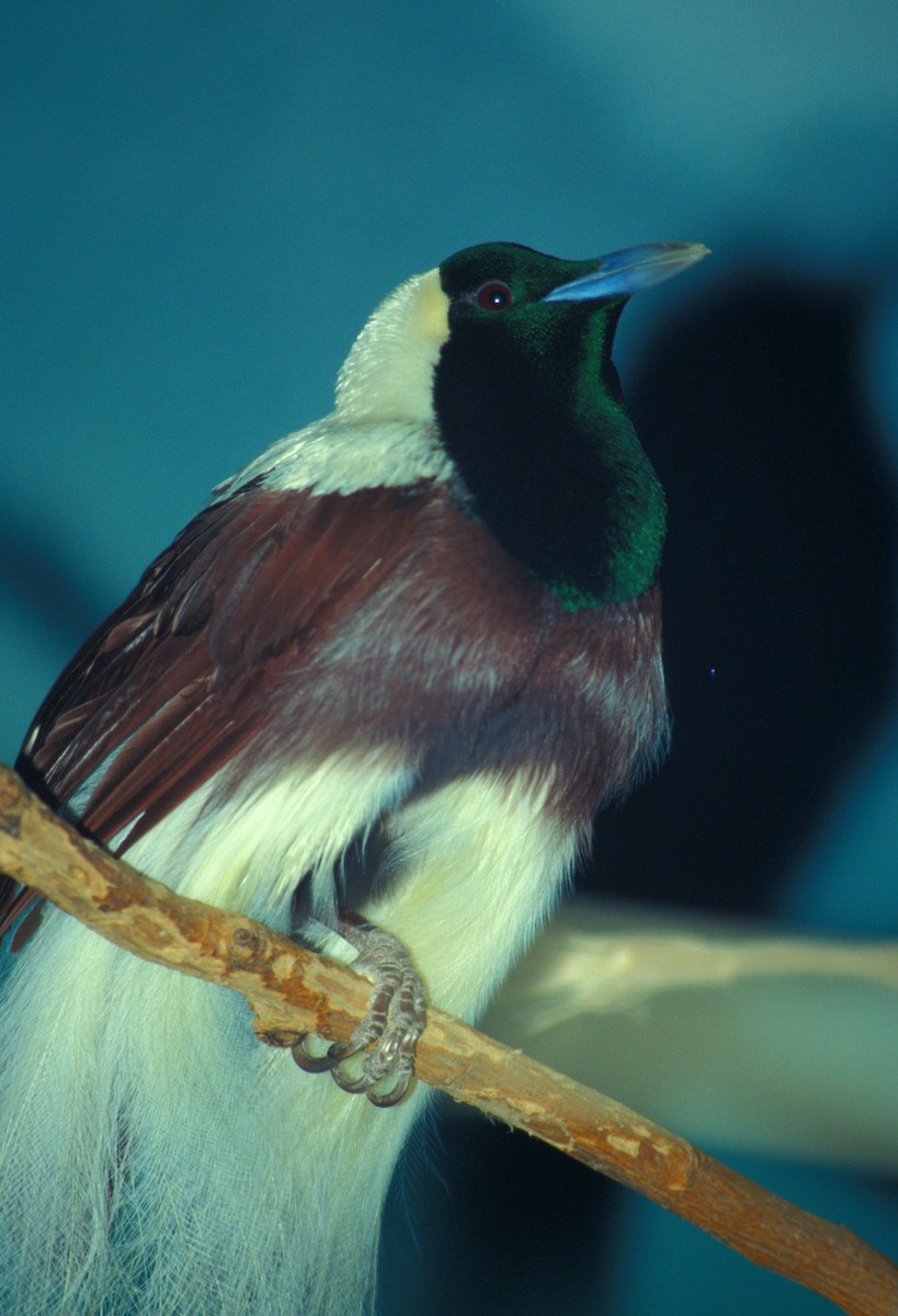 Emperor Bird-of-Paradise - marvin hyett