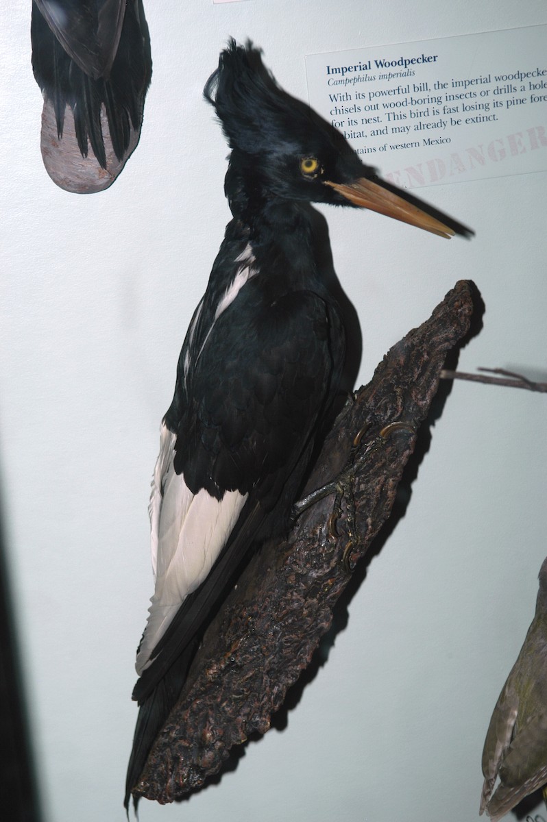 Imperial Woodpecker - marvin hyett