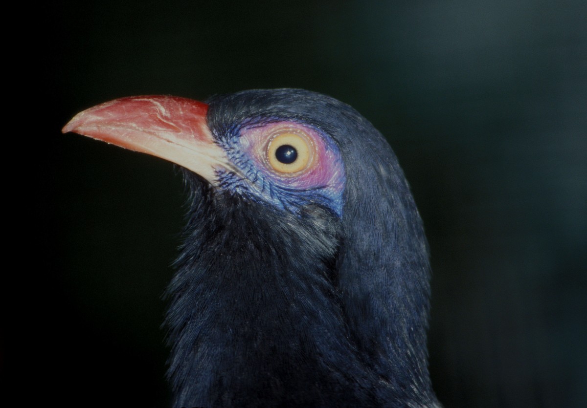 Coral-billed Ground-Cuckoo - ML724152