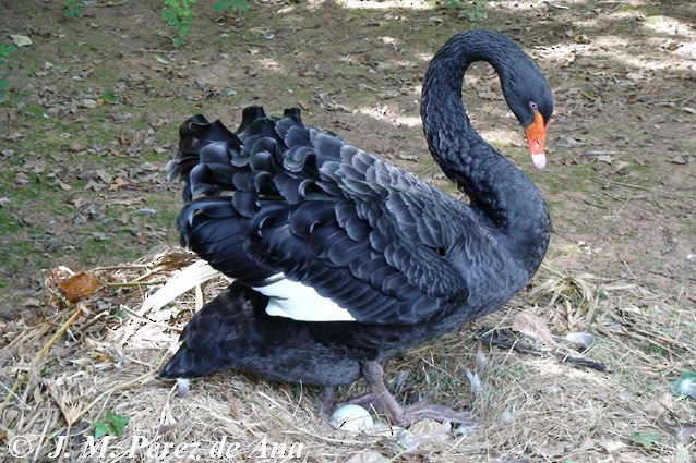 Black Swan - Juan Manuel Pérez de Ana