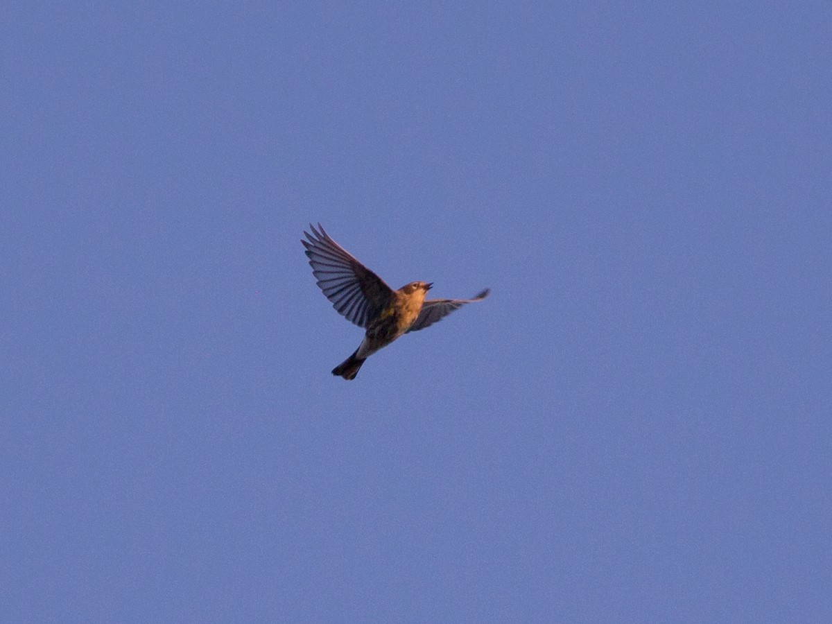 Yellow-rumped Warbler - ML72415361