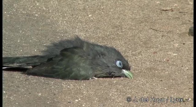 Blue-faced Malkoha - ML724154