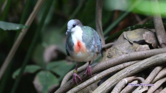 Luzon Bleeding-heart - ML724168