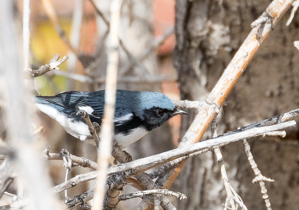 Black-throated Blue Warbler - ML72417951