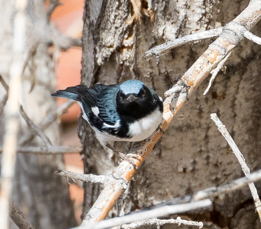 Black-throated Blue Warbler - ML72417981