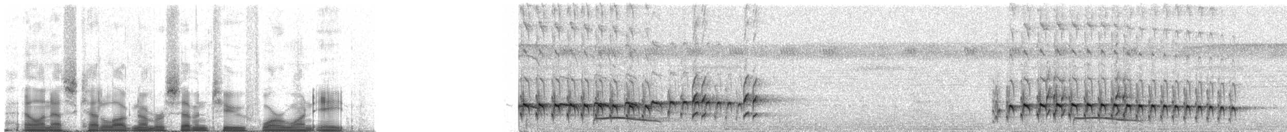 tinnmaurfugl (saturatior/vicina) - ML72418