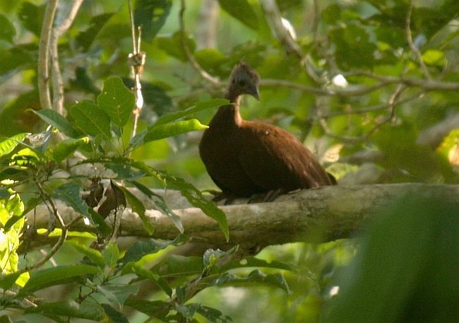 Sula Megapode - ML724185