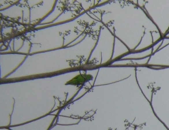 Wallace's Hanging-Parrot - ML724198