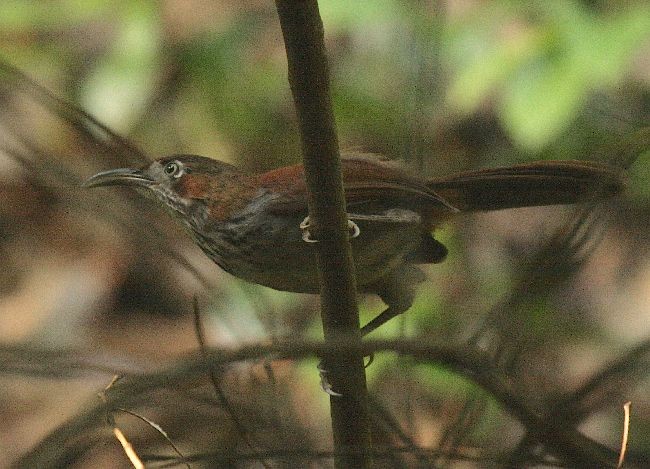 Gray-sided Scimitar-Babbler - Mikael Bauer