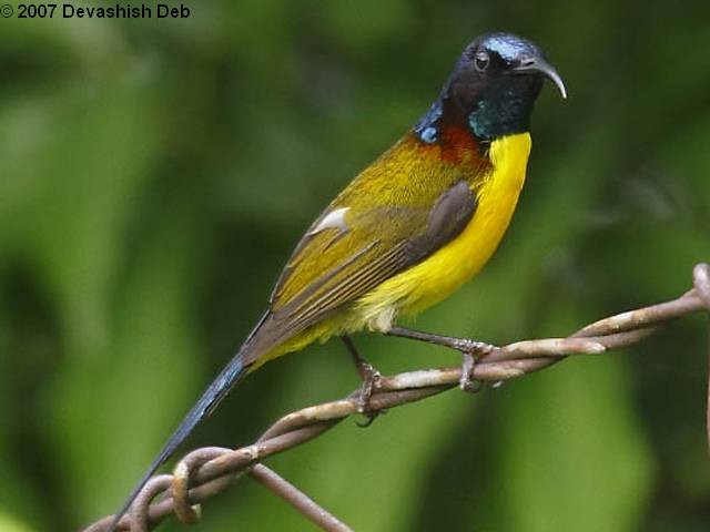 Green-tailed Sunbird (Green-tailed) - ML724214