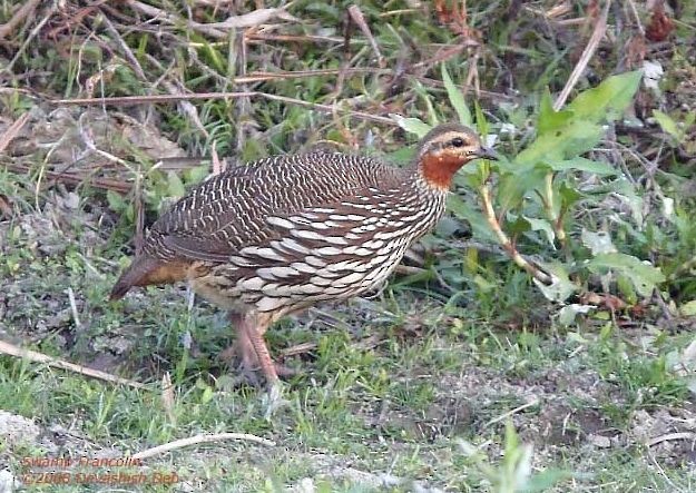 Swamp Francolin - ML724215
