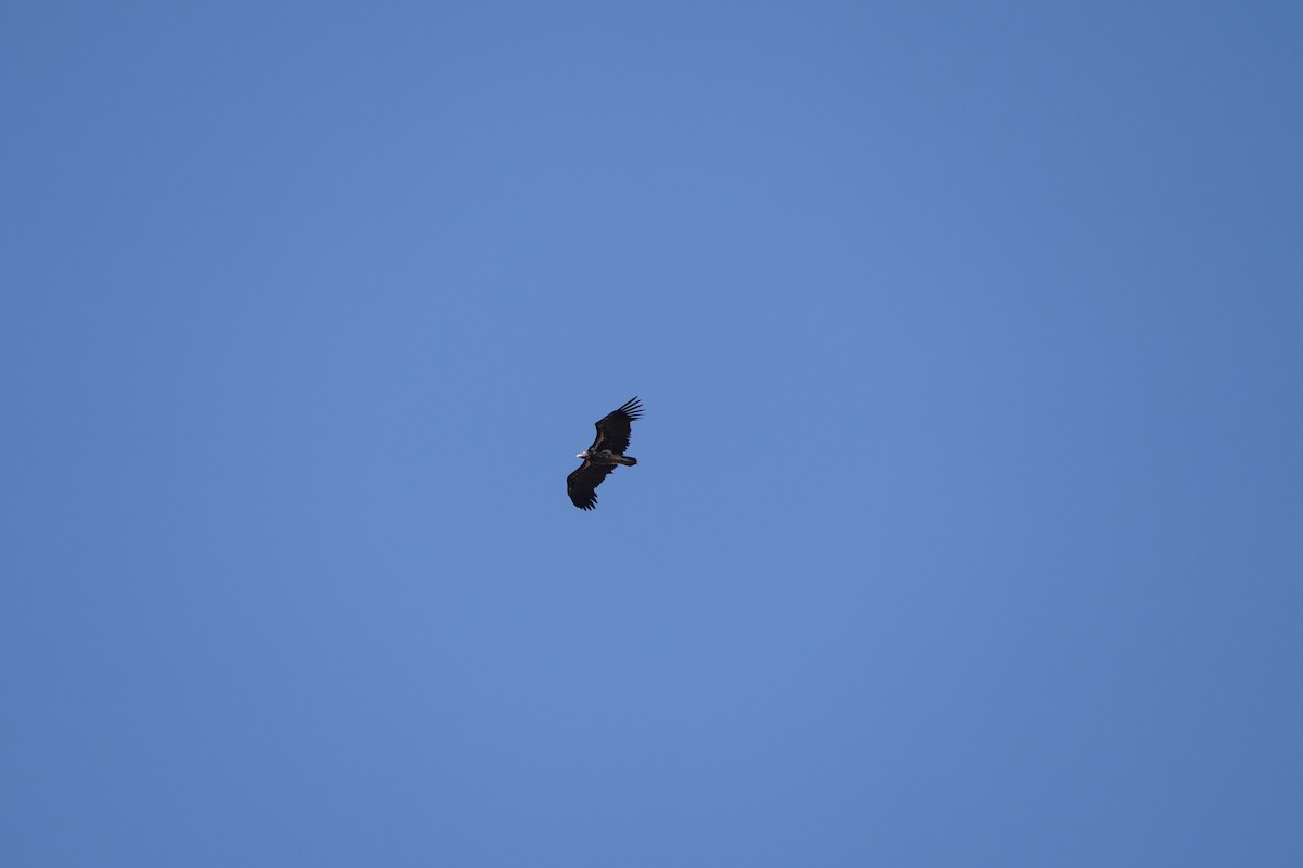 Lappet-faced Vulture - Michelle Rower